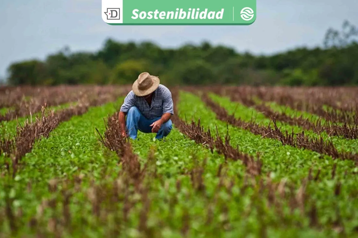 Nuevo libro advierte que Chile enfrentará escasez de fósforo al 2050: 