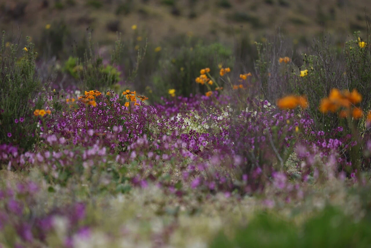 Forestación, energías limpias y conocimiento: Cómo la ciencia se pone al servicio de la causa climática en el Congreso Futuro