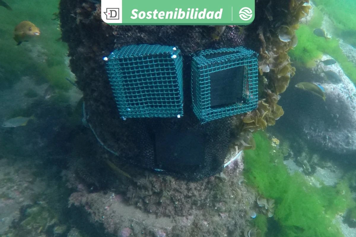 Proteger la biodiversidad en Juan Fernández: Investigadores instalan placas para monitorear especies marinas invasoras
