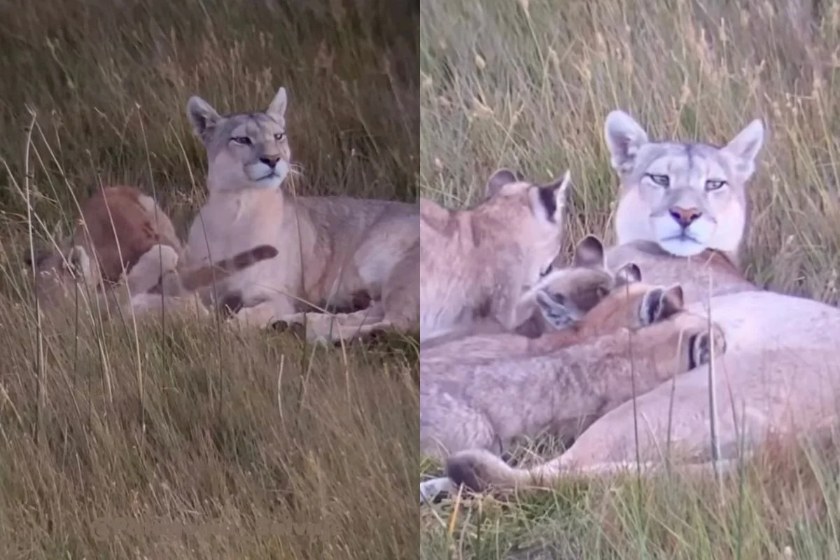 VIDEO| Luto en la Patagonia: Por causas naturales muere Rupestre, la puma más fotografiada de Torres del Paine