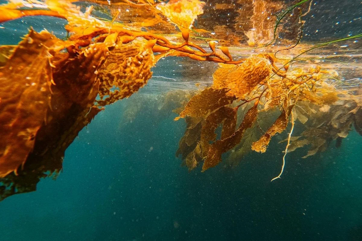 Alimento del futuro: cómo el cochayuyo fermentado con hongos genera proteína que usa 15 veces menos agua que la carne