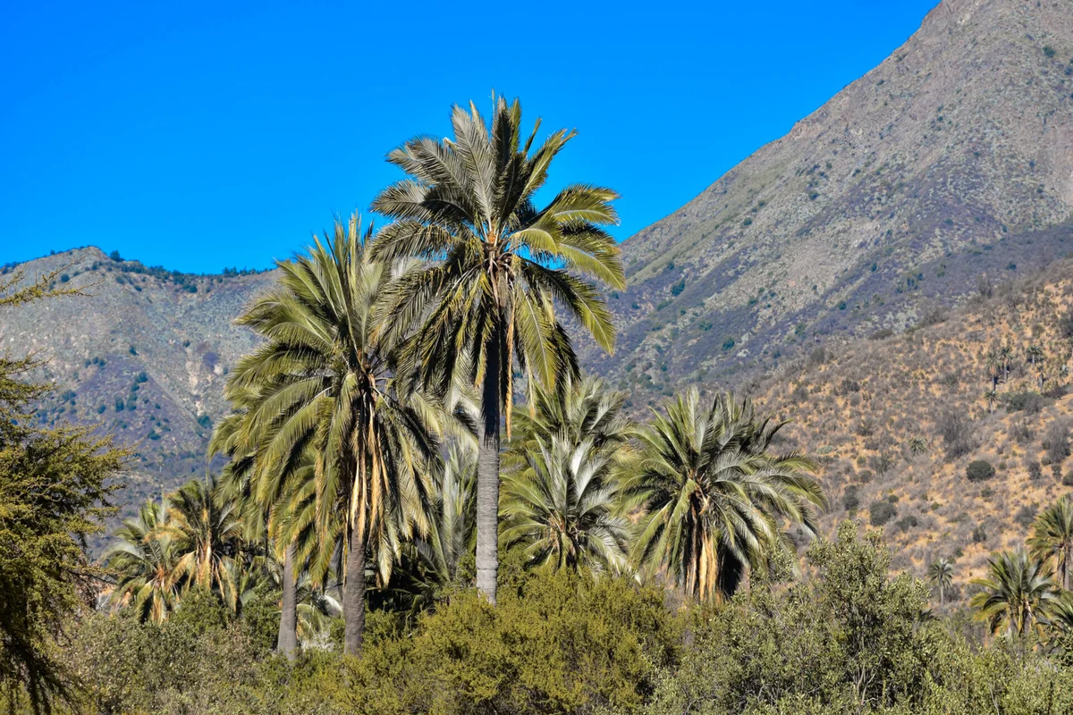 Detectan 416 obras irregulares cercanas al Parque Nacional La Campana, hogar de la palma chilena en peligro de extinción
