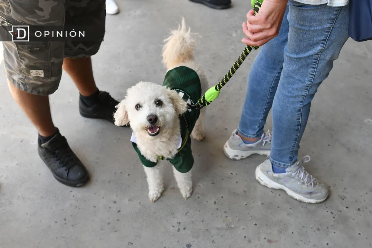 No es regaloneo: El sobrepeso en mascotas también es una forma de descuido
