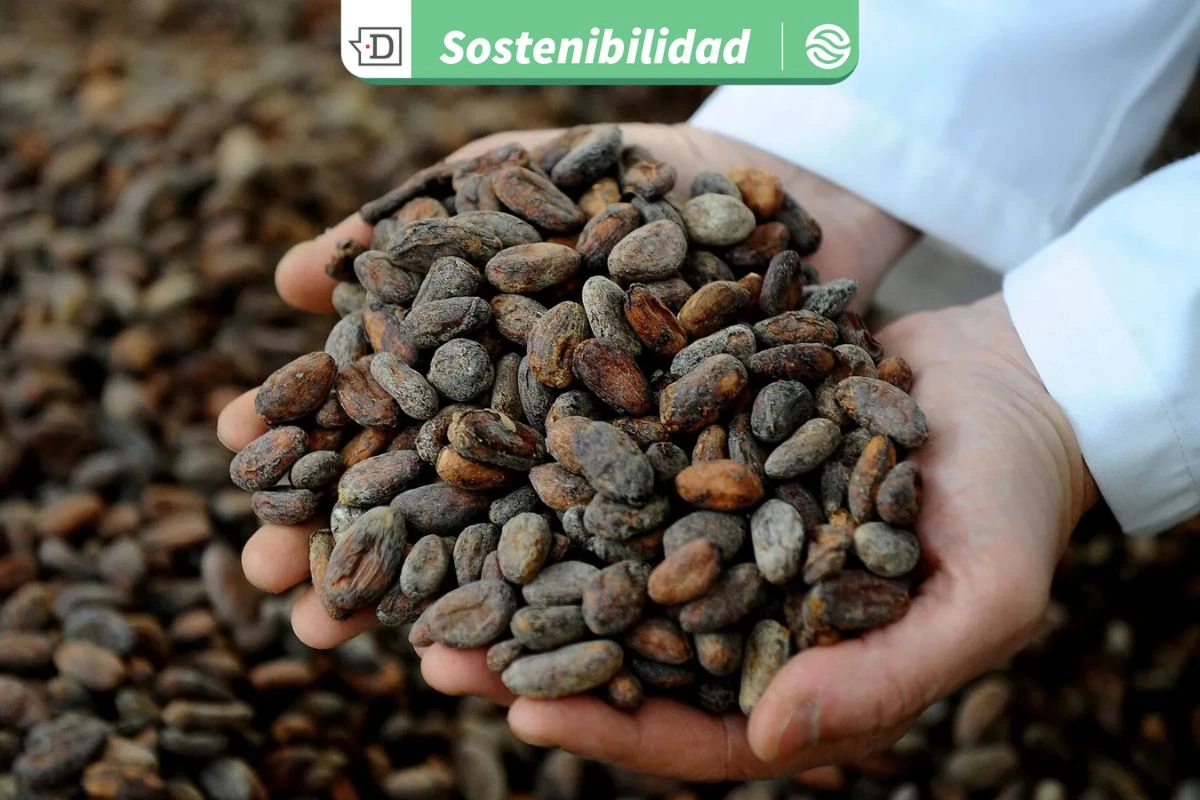Pese a escasez hídrica y menos árboles: En Ecuador se produce cacao con base en prácticas ambientales y sociales