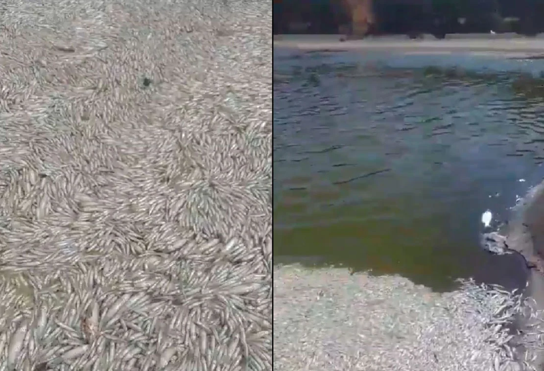 VIDEO| Cientos de peces muertos aparecen flotando en Lago Vichuquén en medio de emergencia por contaminación