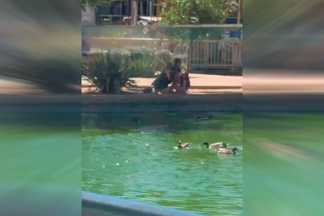 VIDEO| Centro comercial refuerza mensaje de no tomar a los patitos de su laguna: Anuncia acciones tras registro