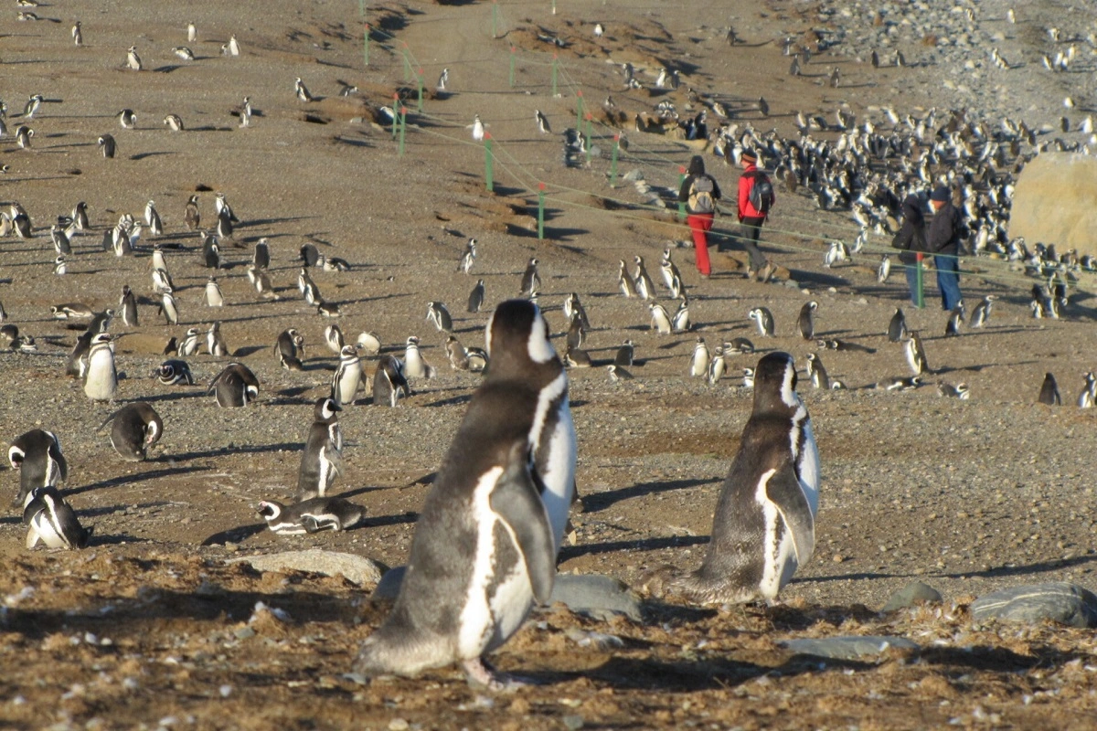 Por disminución crítica de pingüinos en Isla Magdalena llaman a regular el turismo y capacitar a guías y visitantes