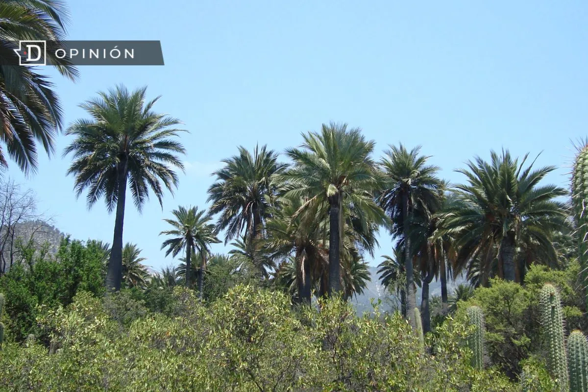 Máxima protección internacional de la palma chilena: ¿Y en Chile?
