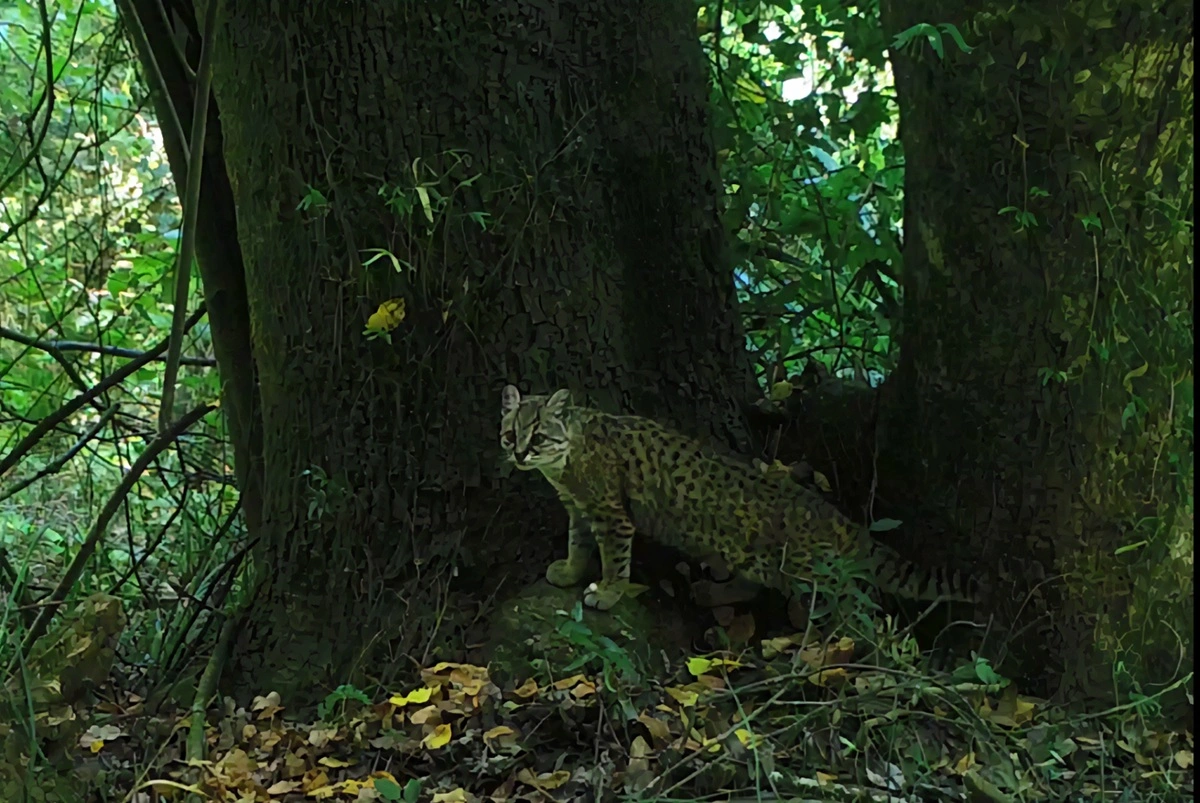 Incendios de Biobío amenazan últimos bosques de queule y pitao y zonas en disputa por mineras y eléctricas