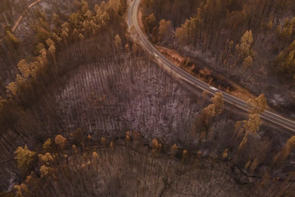 Incendio en plantación de eucalipto.