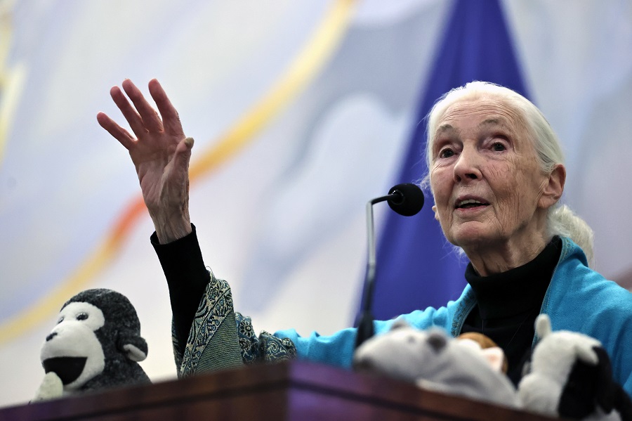 Jane Goodall llama a Chile y al mundo a aliviar la pobreza para reducir la degradación ambiental