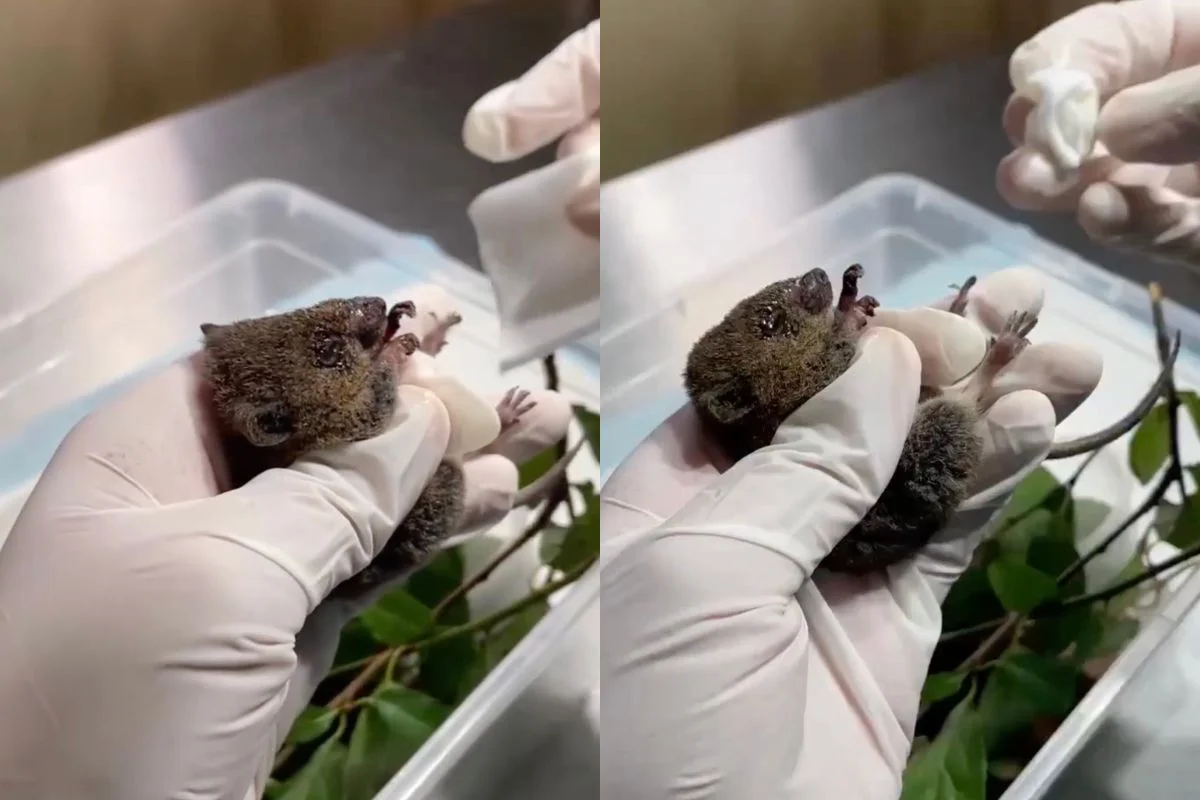 VIDEO| Conmovedor registro: Rescatan y atienden a ratón oliváceo que resultó con quemaduras por incendios en Penco