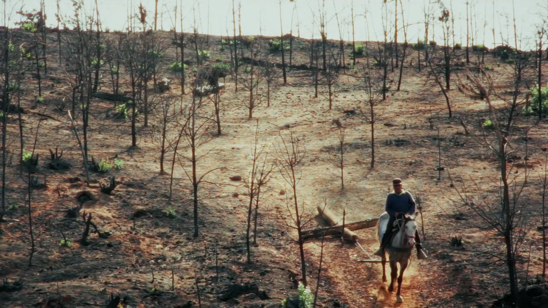 Desierto Verde (2025)