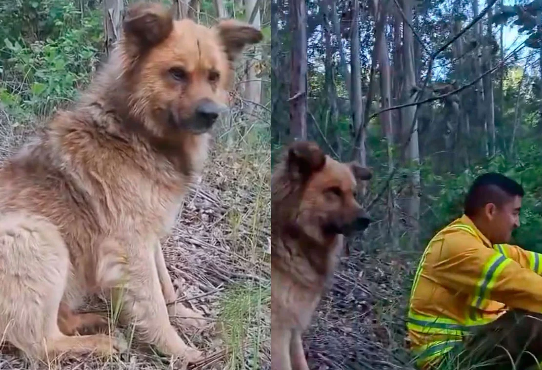 VIDEO| La historia del ‘Guardia Ceniza’: El perro que con sus patitas ayudó a apagar incendio forestal a brigadistas
