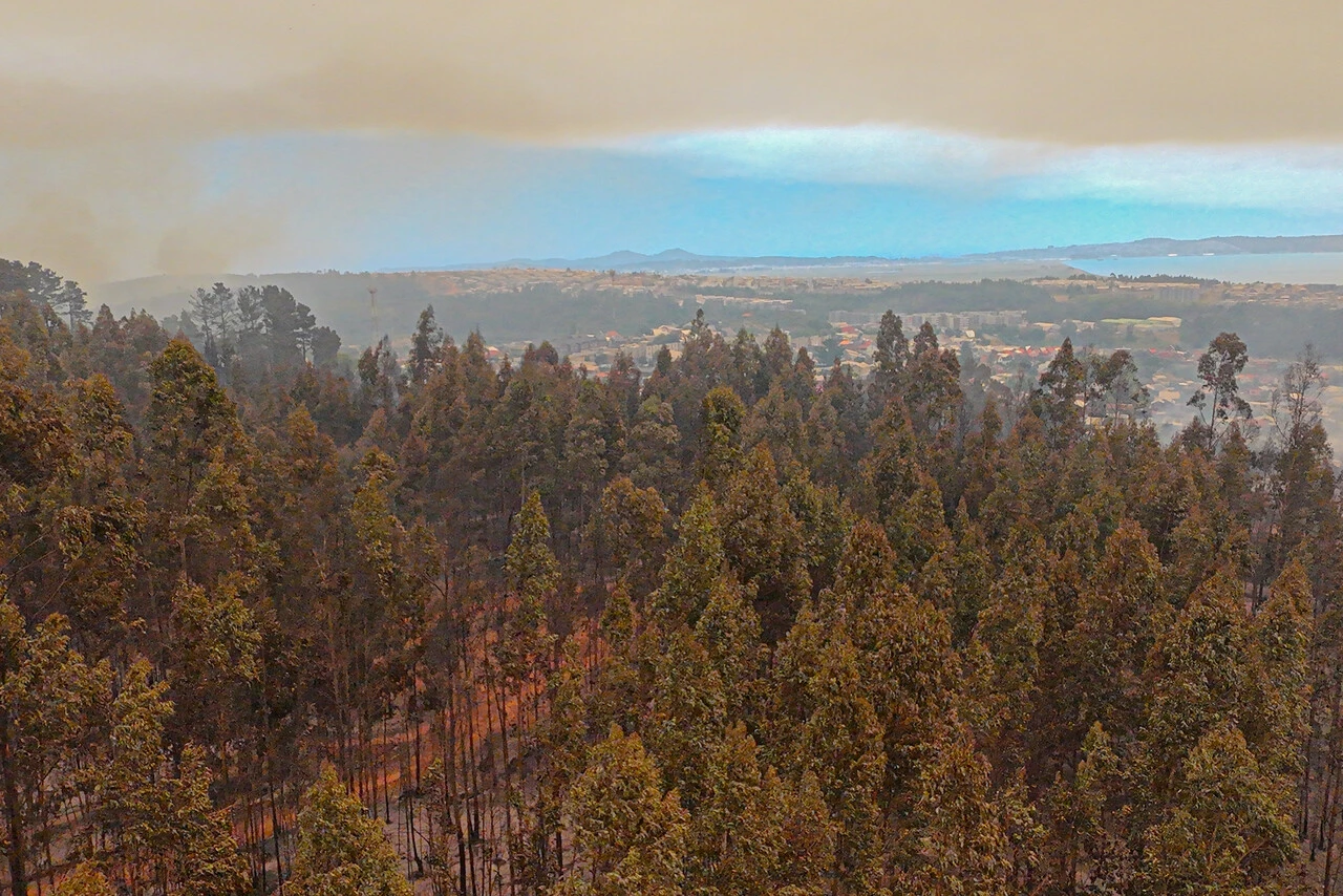 Paisaje y vegetación en la comuna de Penco.