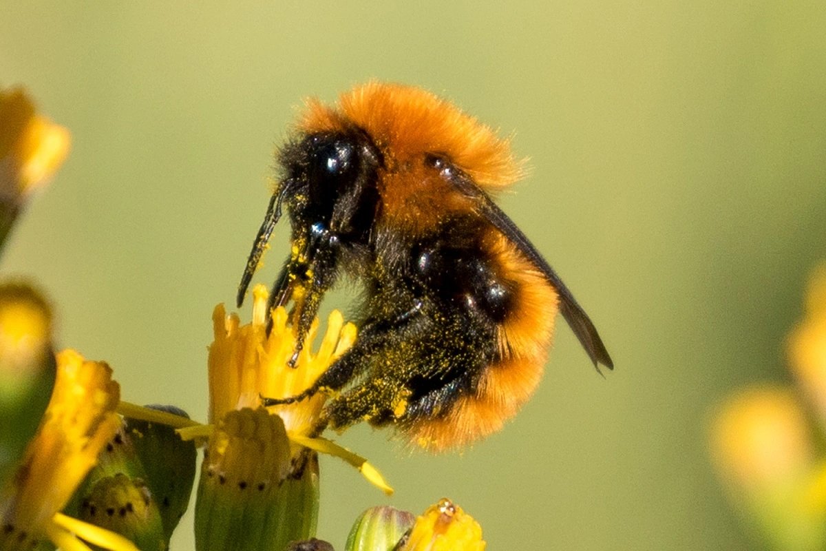 Abejorro colorado nativo de Chile y en peligro de extinción.