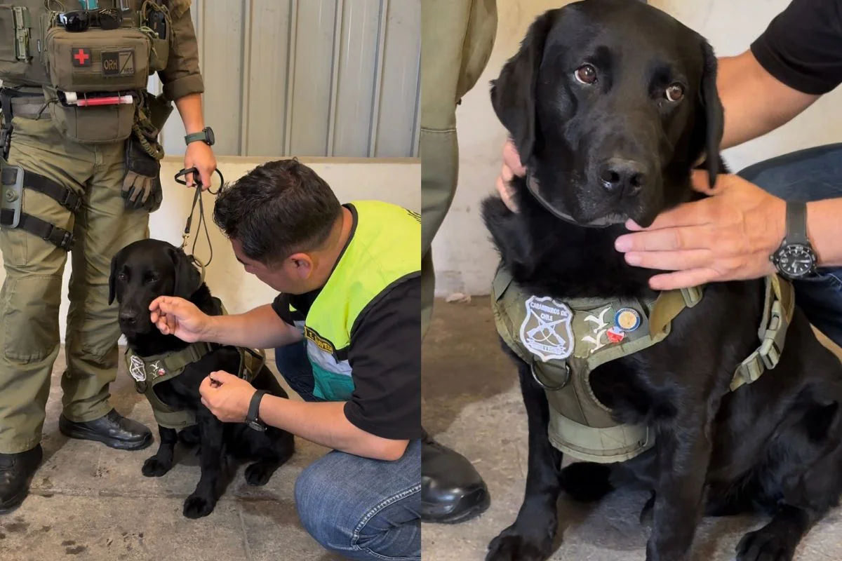 VIDEO| Carabineros condecora a Elec, el perro labrador del GOPE que ayudó a combatir incendios en el Biobío