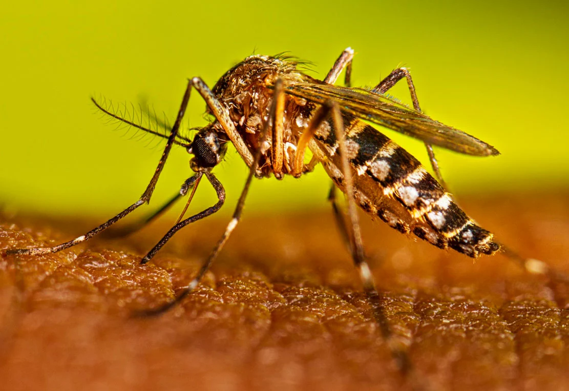 Alerta por aparición de mosquito que transmite el Dengue en Santiago: ¿Qué es la fiebre amarilla y cómo prevenirla?
