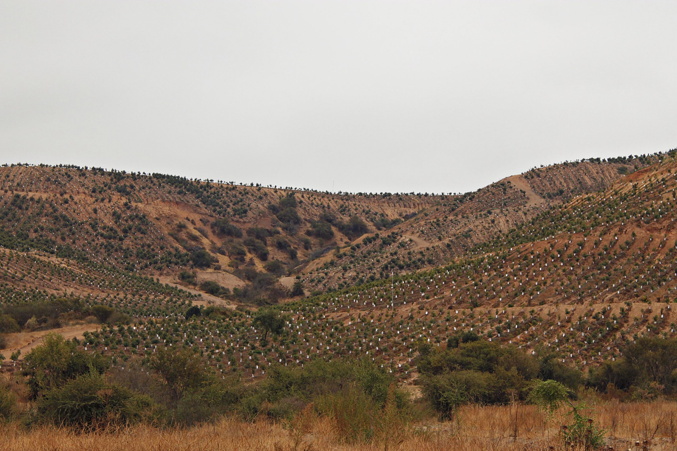 ¿Greenwashing o realidad? Informe Unesco asegura que plantaciones de paltos son bosques que generan nuevos ecosistemas y biodiversidad