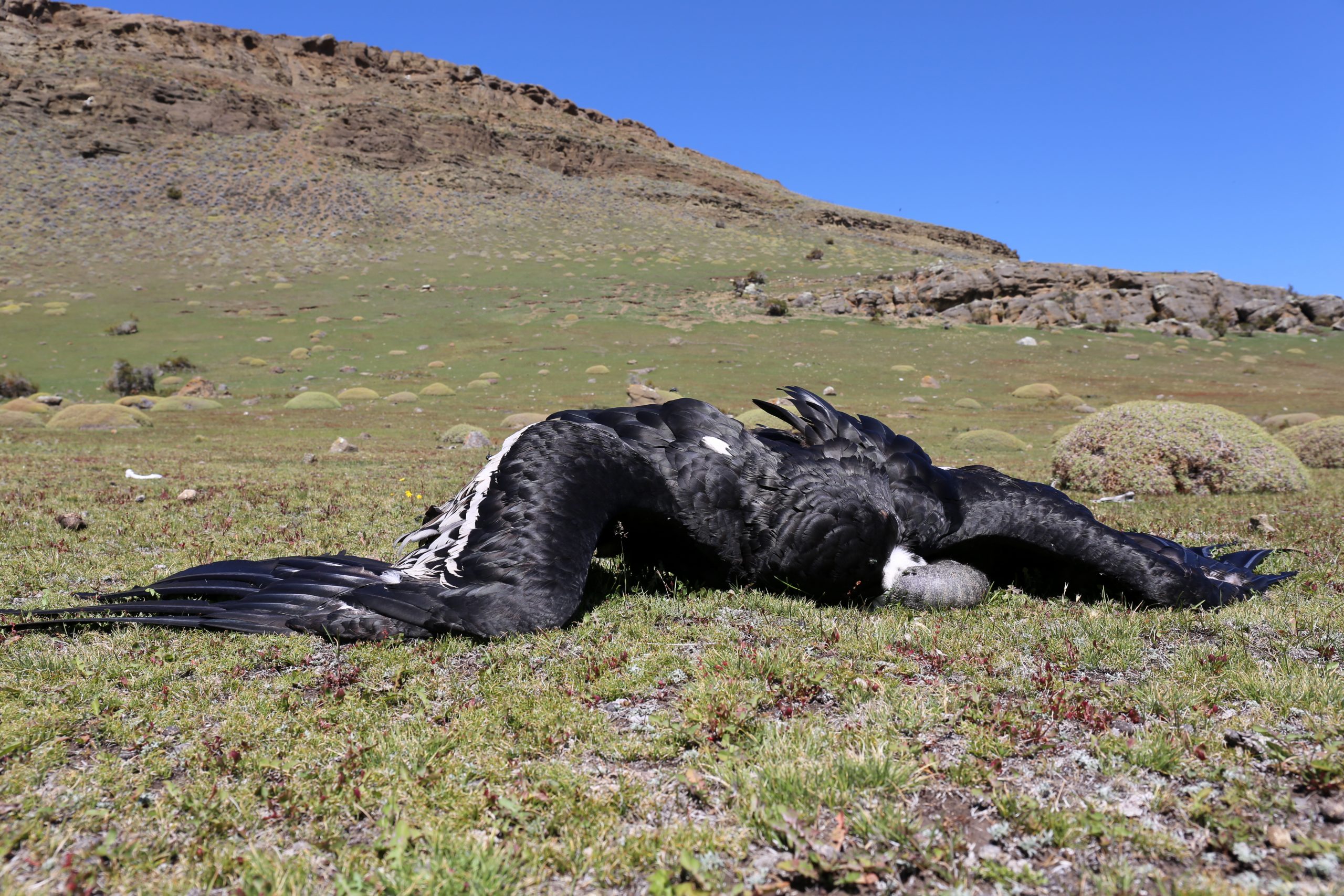 El escudo de Chile en peligro: Proyecto eólico en la Región de O’Higgins amenaza con impactar a población de cóndores que recorren la cordillera de Los Andes