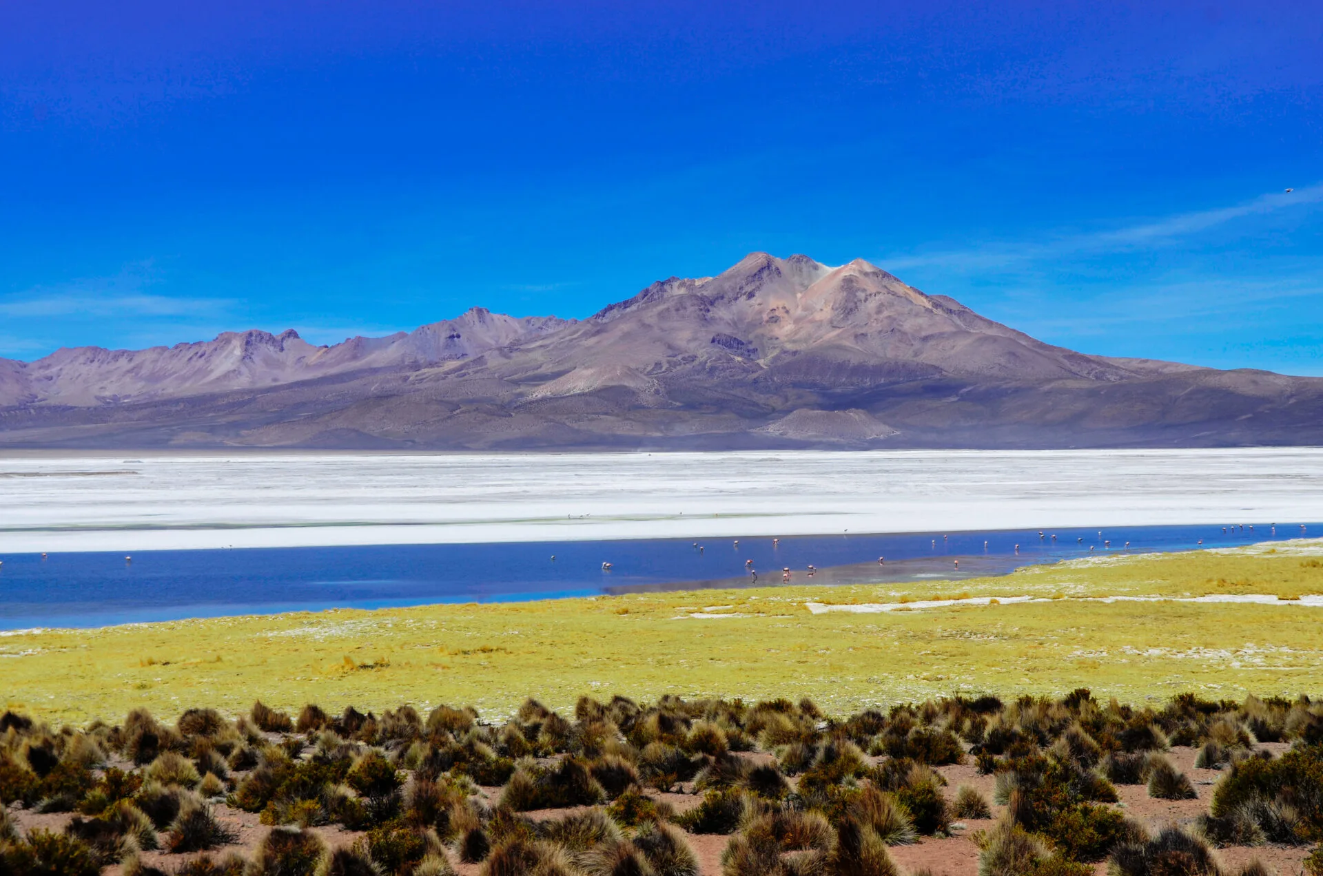Salar de Surire y flamencos.