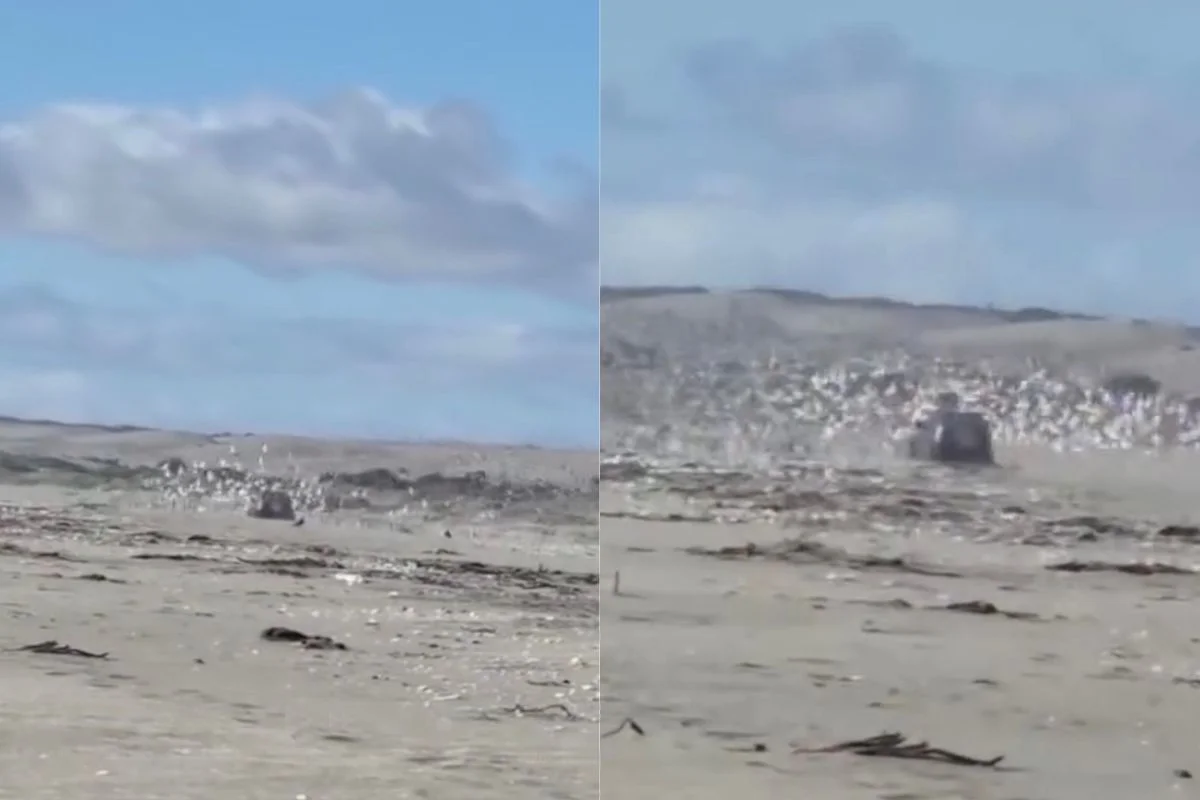 VIDEO| Captan a vehículo pasar sobre aves en Humedal Mantagua en Quintero y Armada no respondió a denuncia ciudadana