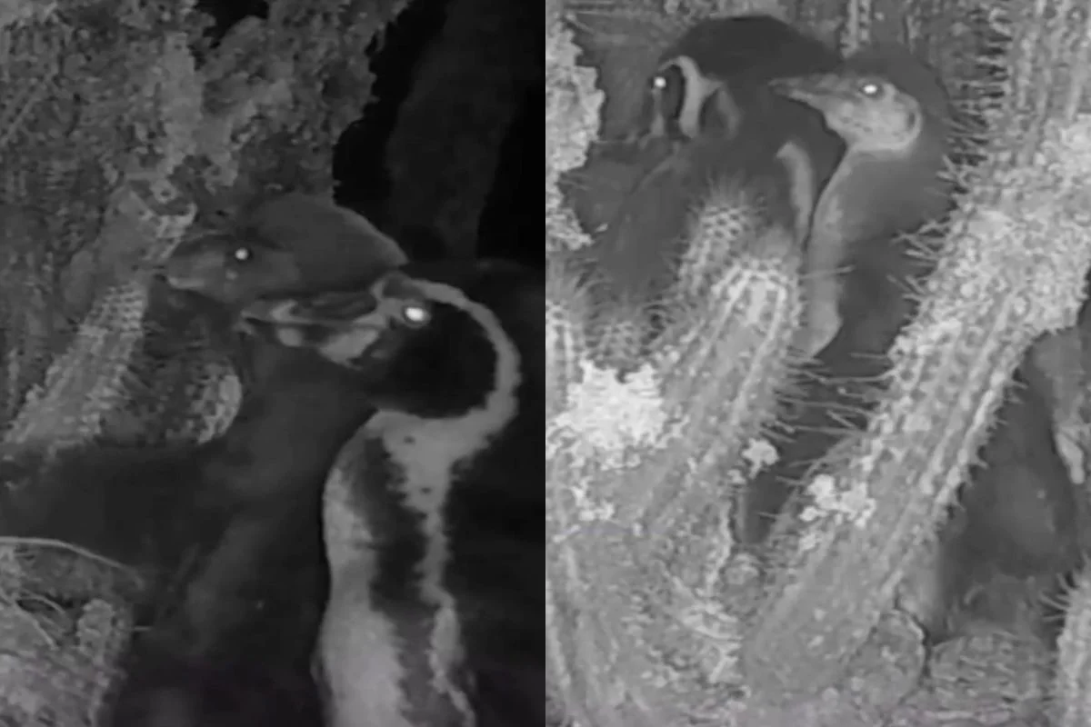 VIDEO| Registran a tierna pareja de pingüinos de Humboldt cuidando nidos con polluelos en Isla Chañaral