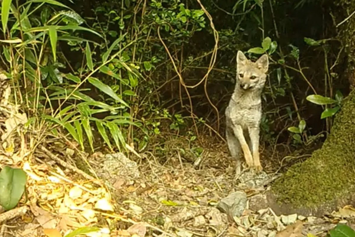 El tierno registro de un curioso zorro chilla captado por cámaras trampa en la Reserva Nacional Mocho Choshuenco