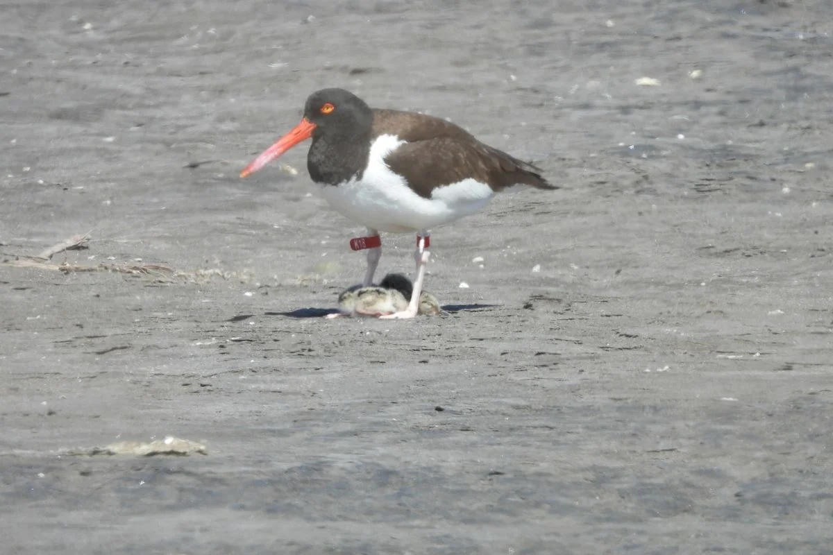 Histórico registro de 6 polluelos pilpilenes emprendiendo vuelo en Humedal Río Maipo tras 6 años con un solo registro