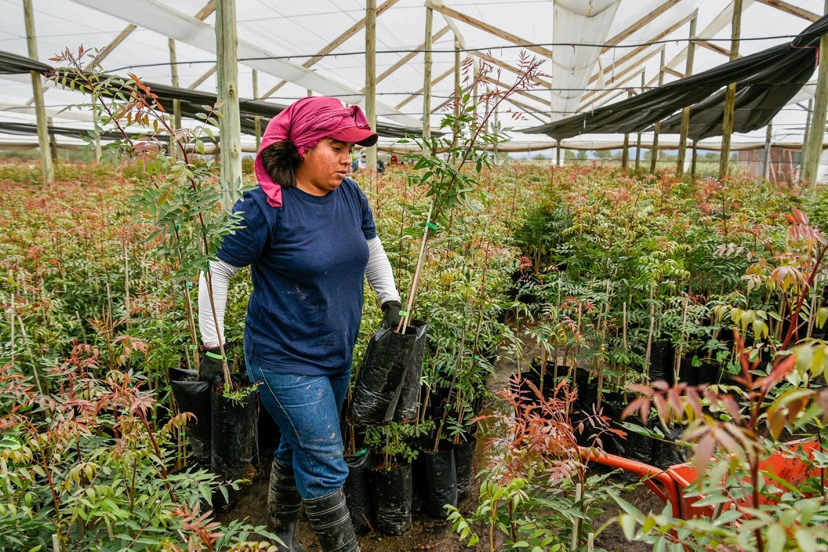 Boom de cultivos de pistacho por moda "dubai" choca con la sequía estructural en América Latina