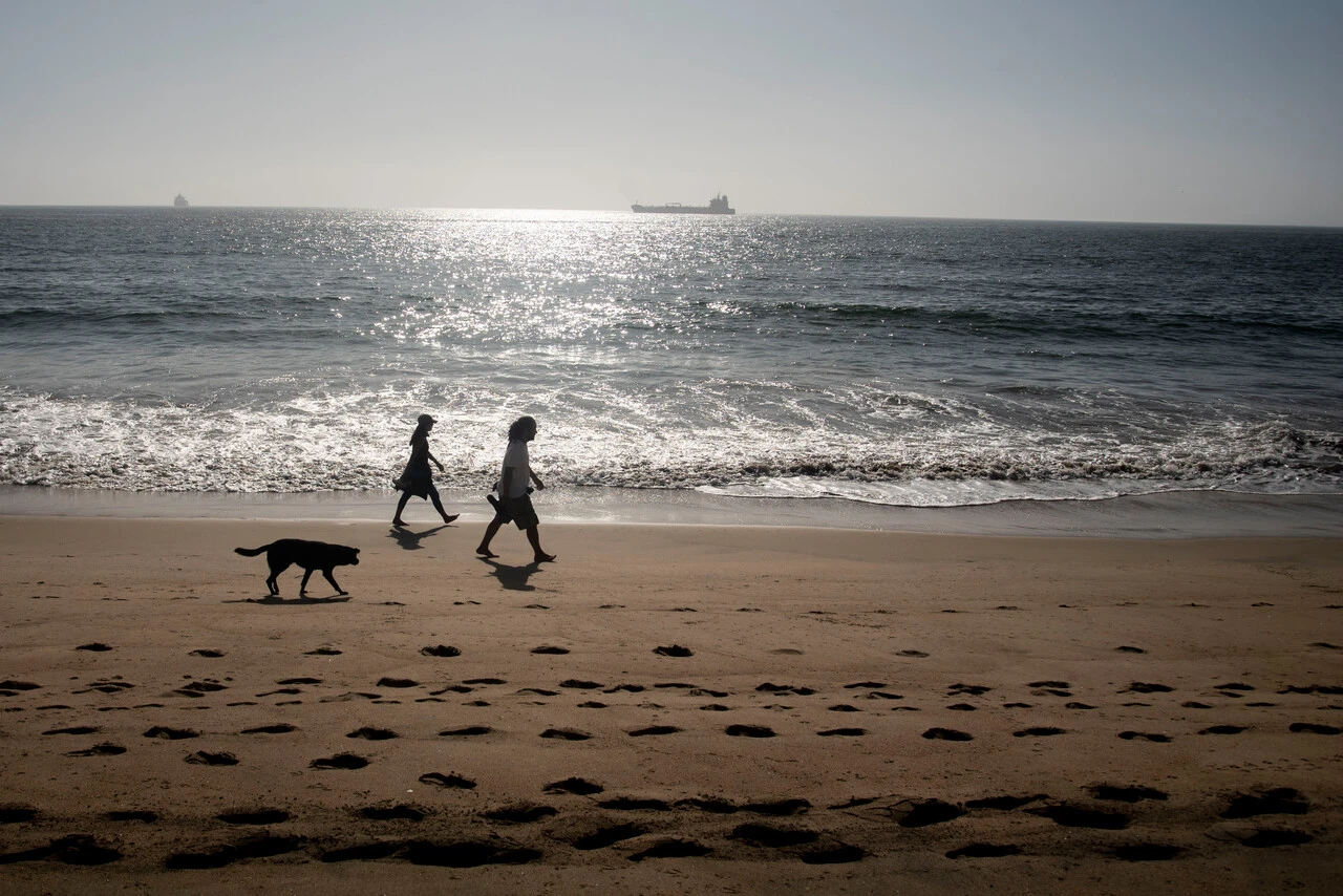 ¿Se puede ir con perros a la playa en Chile? Las dudas que surgen debido a normativa