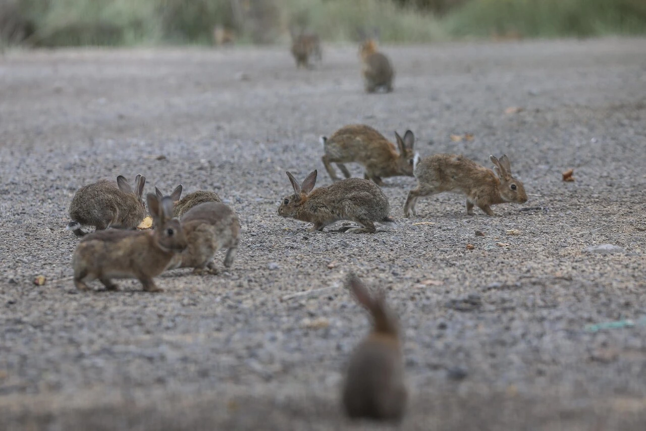 Plaga de conejos en terreno privado de Las Condes crece sin freno: Llaman a padres a no llevar a niños como paseo