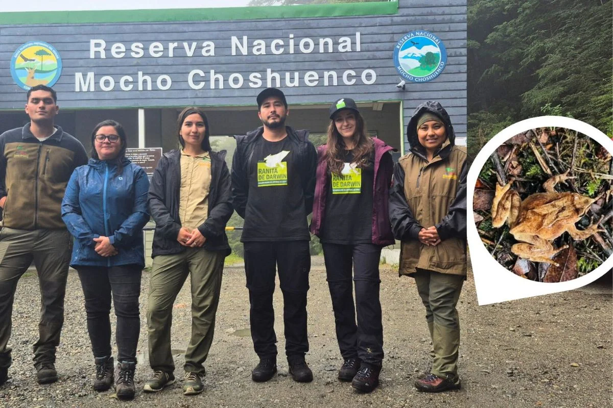 Captan histórico primer registro de ranita de Darwin en más de 30 años de la Reserva Nacional Mocho Choshuenco