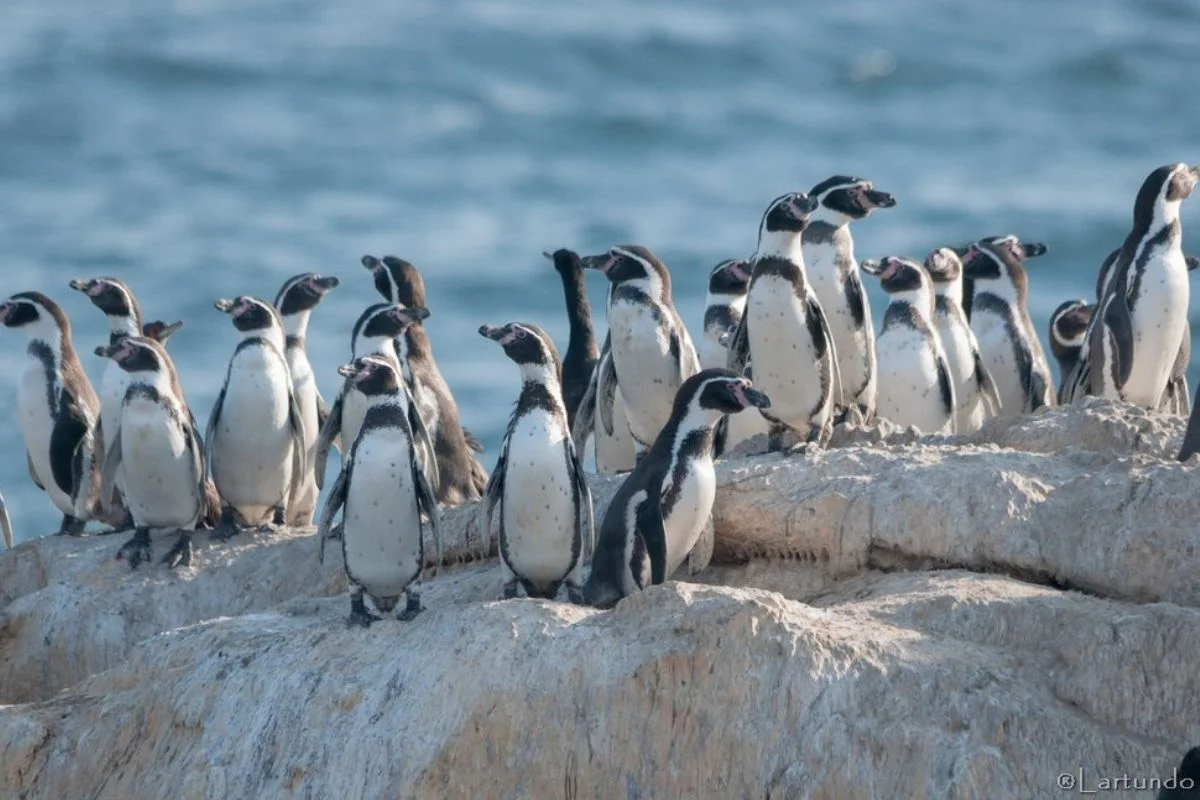 Pingüino de Humboldt es declarado Monumento Natural y queda prohibida su captura e intimidación