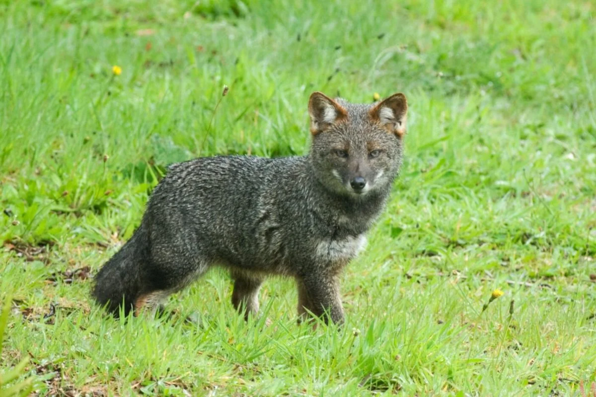 Los 126 km de carretera Chacao–Chonchi de Chiloé que protegerán de atropellos a pudú, zorro chilote, huiña y huillín