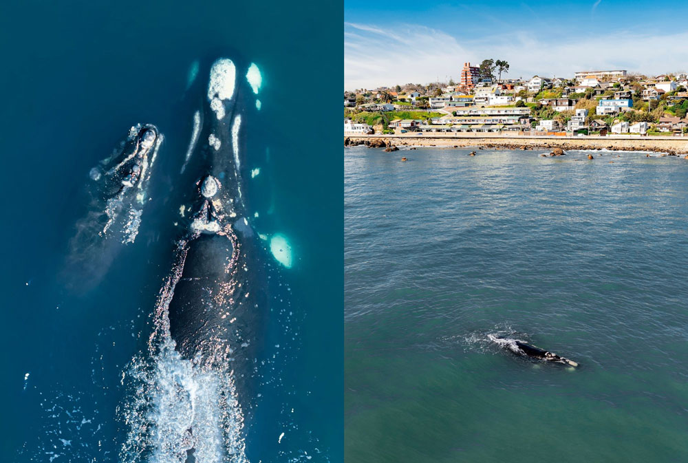 VIDEO| Ballena y su cría asombra a habitantes de Concón: Así fue el hermoso registro del momento