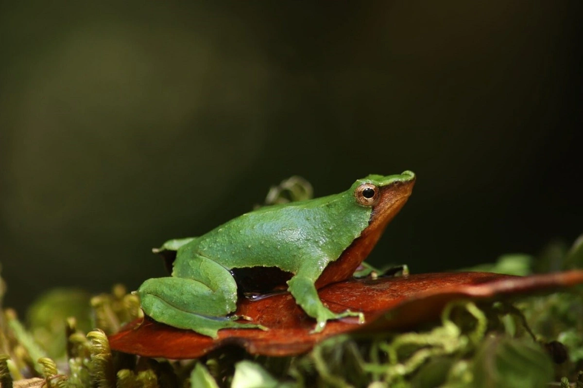 Descubren nueva población de ranita de Darwin en zona amenazada por construcción de carretera eléctrica en Chiloé