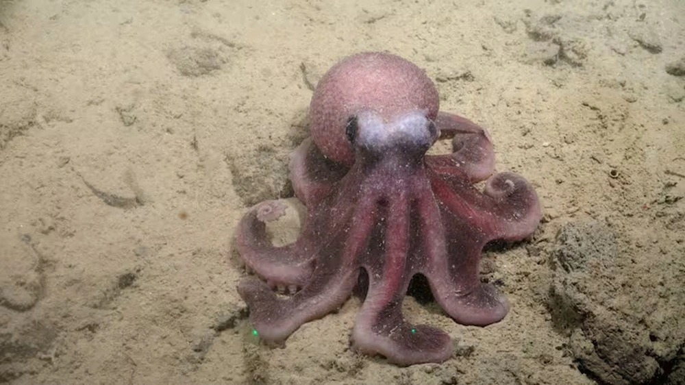 Descubren nueva especie de pulpo en aguas profundas del mar chileno: Primer hallazgo en 25 años