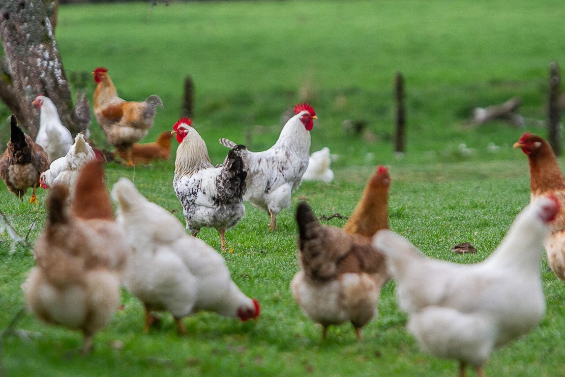 Gripe aviar desata emergencia en Uruguay y Argentina: Las medidas que adoptó el SAG en Chile