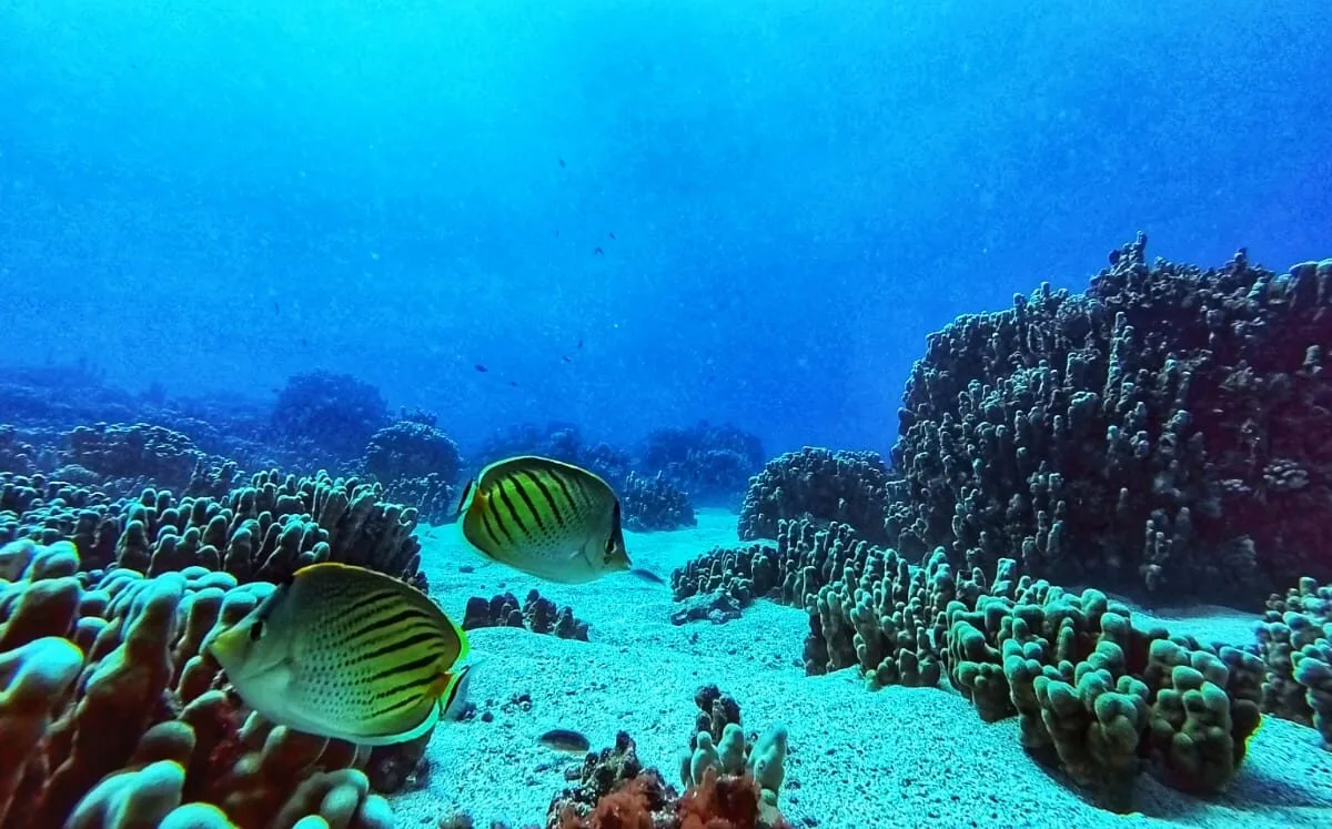 Descubren que falta de alcantarillado en Rapa Nui está asfixiando los arrecifes de coral