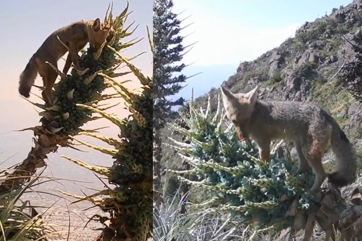 Fotógrafo detecta que los zorros estarían polinizando el chagual; especie única de Chile que florece una sola vez