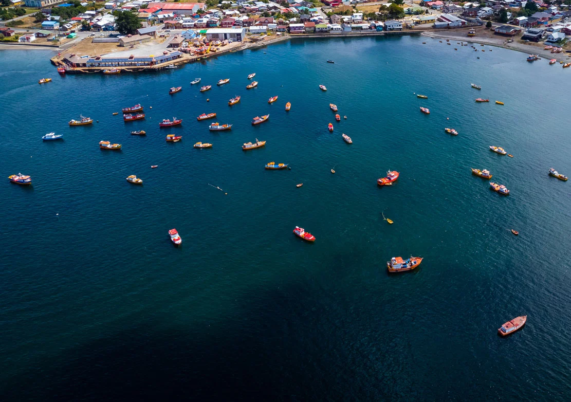La jibia otra vez amenazada: Acusan que flota de más de 500 buques chinos se acercan a Chile