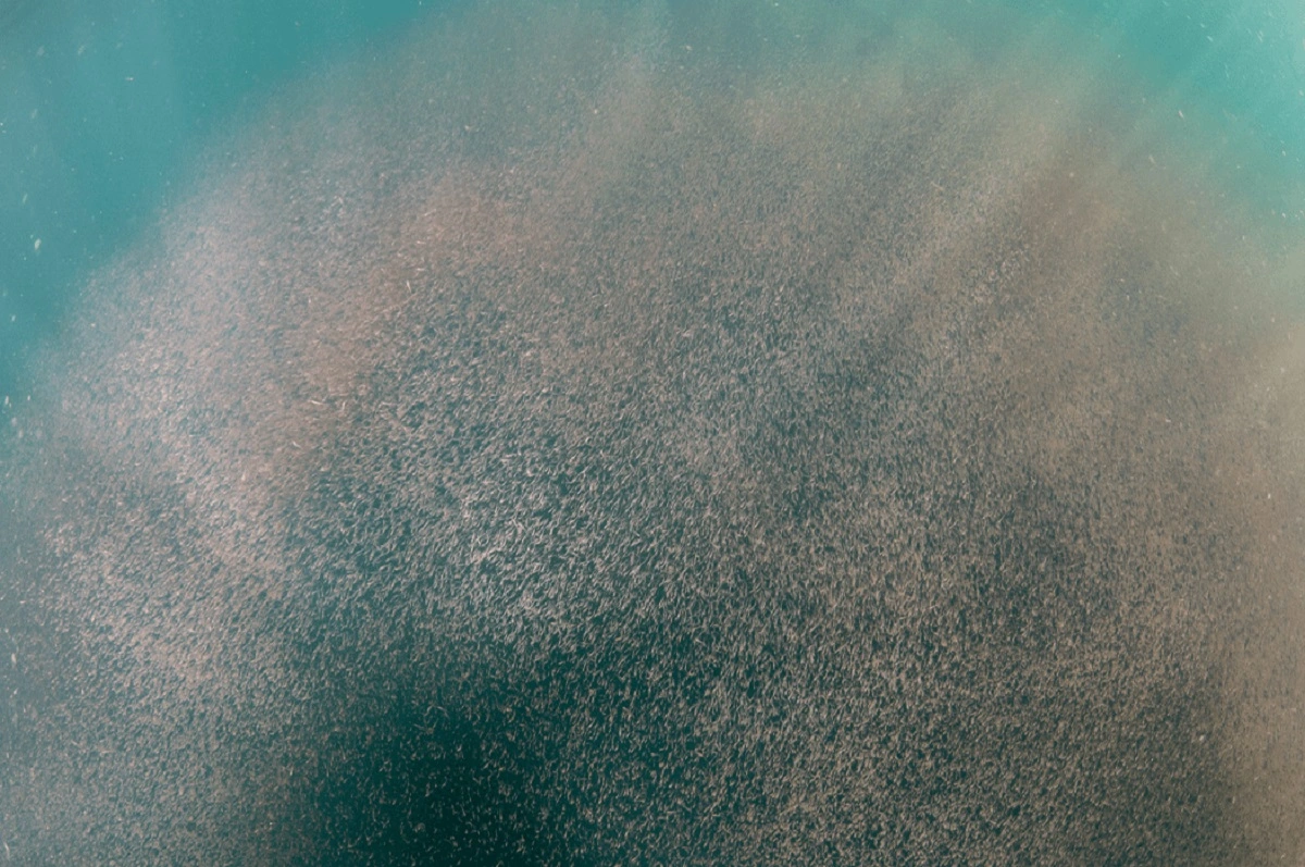 Abundancia de krill en el archipiélago de Humboldt.