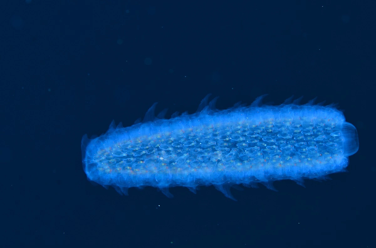Pyrosoma, organismo bioluminiscente.