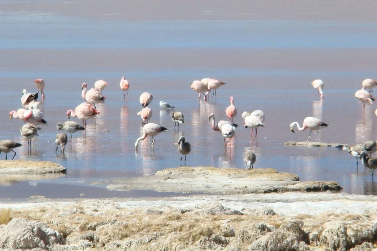 Flamencos en salares de Chile.