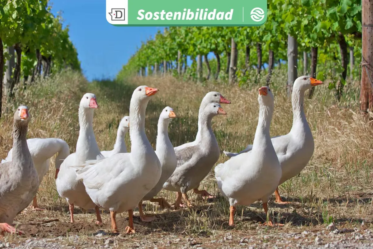Los 160 gansos que recorren la Viña Cono Sur hace más de 20 años para controlar plagas sin ocupar pesticidas