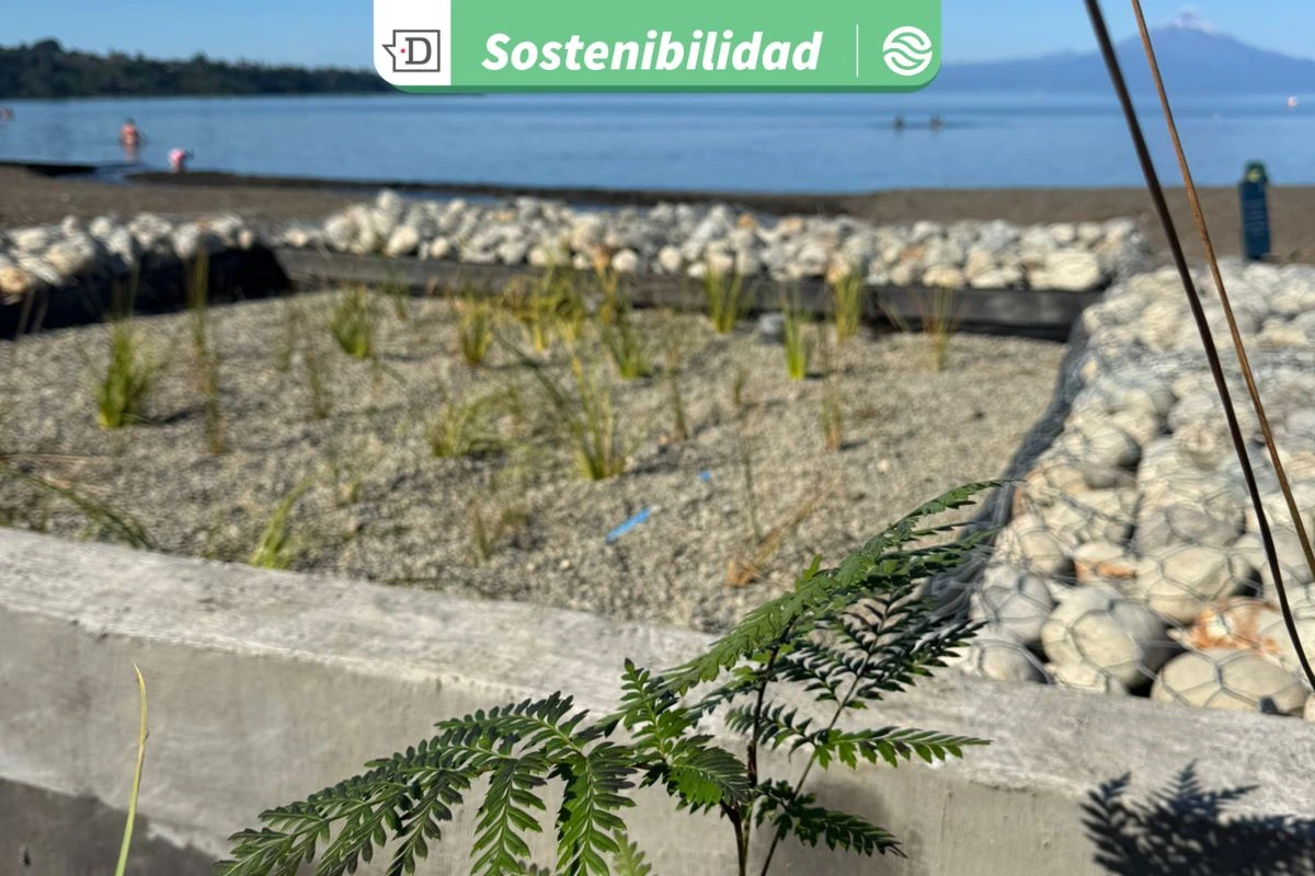 Frutillar planea descontaminar sus esteros: Instalan el primer humedal depurador del lago Llanquihue