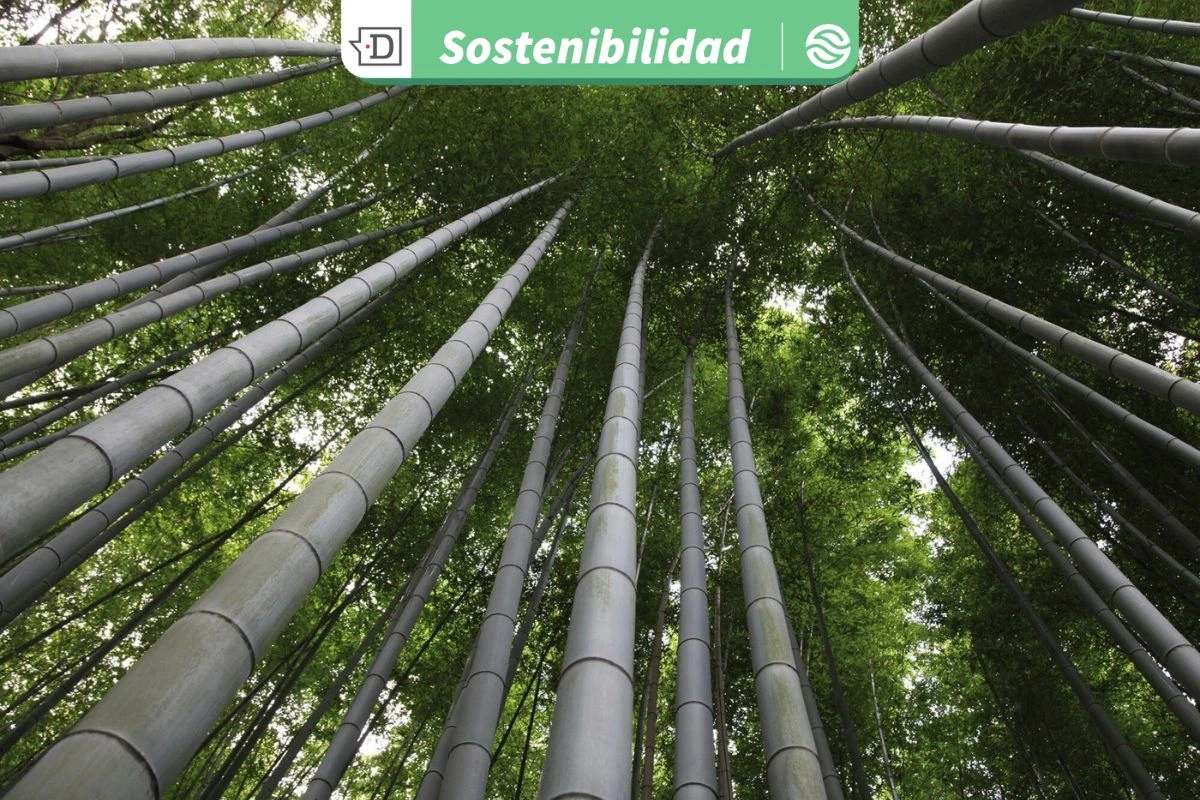 Bioplástico de bambú hecho por científicos chinos propone una alternativa sostenible al degradarse en solo 50 días