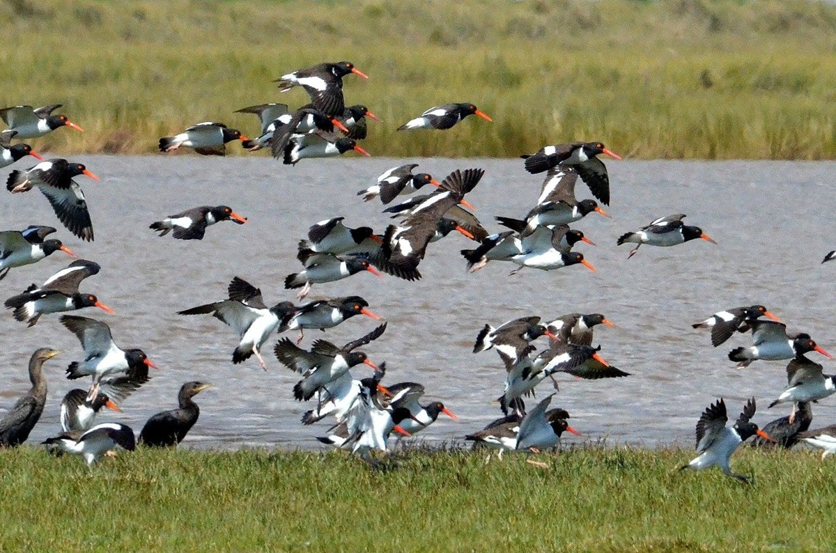 Sector productivo de Biobío se levanta contra nuevo humedal urbano, celebrado como santuario de aves playeras