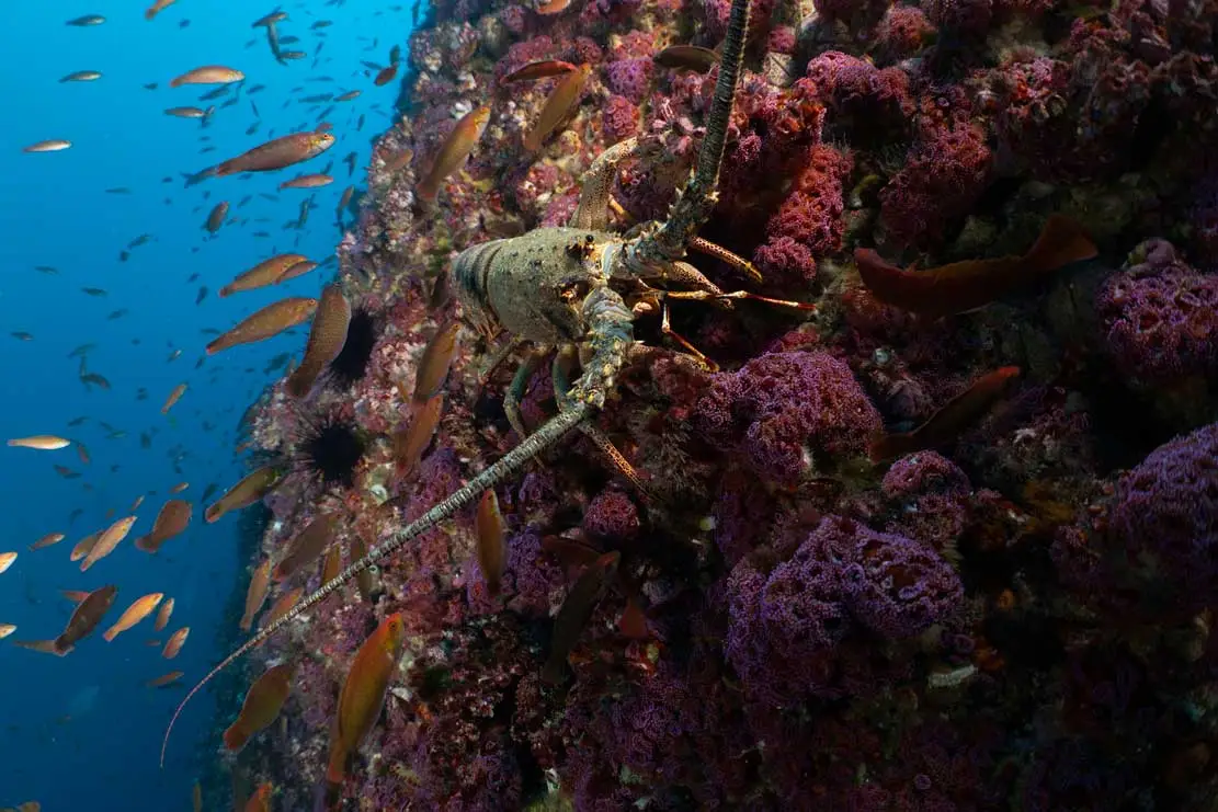Gobierno aprueba creación de Parques Mar Juan Fernández II y Nazca Desventuras II: Chile supera el 50% de protección de su océano